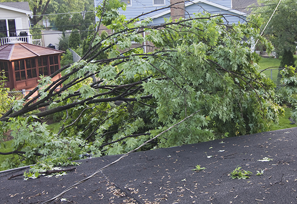 A fallen tree after a thunderstorm