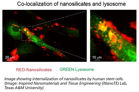 Diagram showing internalization of nanosilicates by human stem cells, co-localization of nanosilicates and lysosome.