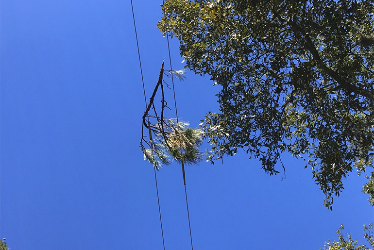 A branch laying across electric lines can create a vegetation fault, which can lead to flashovers and sparking, creating a dangerous situation especially in dry conditions.  