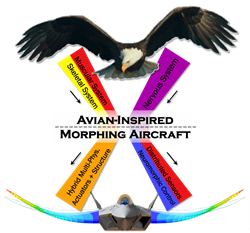 Comparison Between An Eagle and An Aircraft With Words of Avian-Inspired Morphing Aircraft