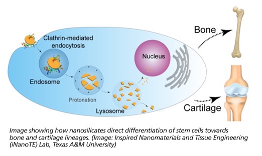 Image showing how nanosilicates direct differentiation of stem cells towards bone and cartilage lineages. 