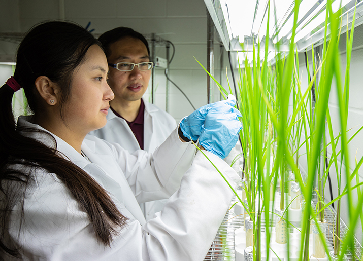 Dr. Xingmao “Samuel” Ma and his student working with rice plants in the lab.