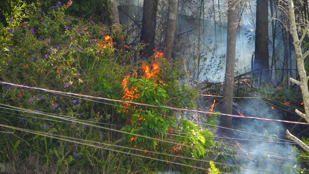 Green plant with small purple flowers in a forest that is on fire.