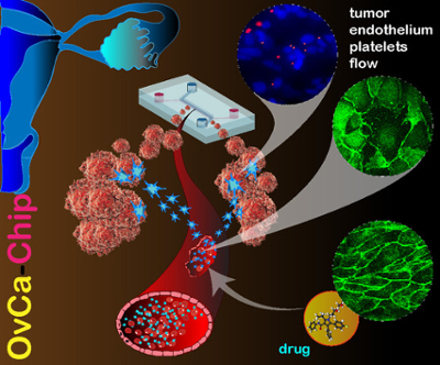 Illustration of organ-on-chip at work, with different sections indicating the drug and tumor endothelium platelets flow. 