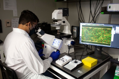A student working with a microscope looking at a small slide with an organ-on-a-chip.