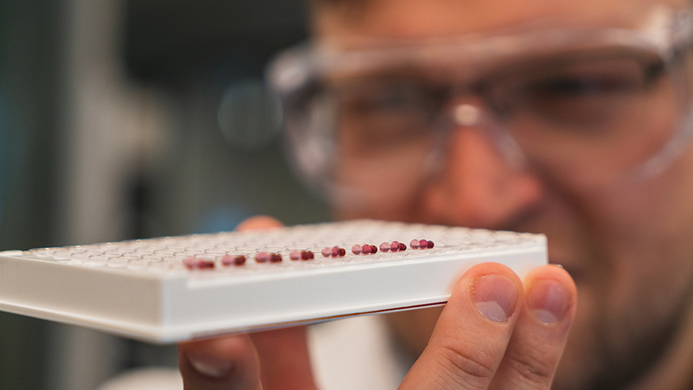 Researcher looks at tray of red nanoparticles in the lab.