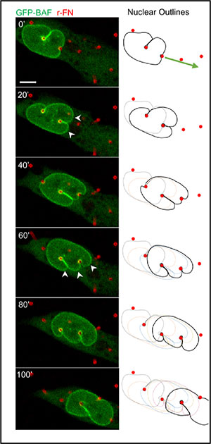 Photographed misshapen cells with dots indicating largest fold indentions on left, and black outlines of same cell shapes with same dots shown on right.