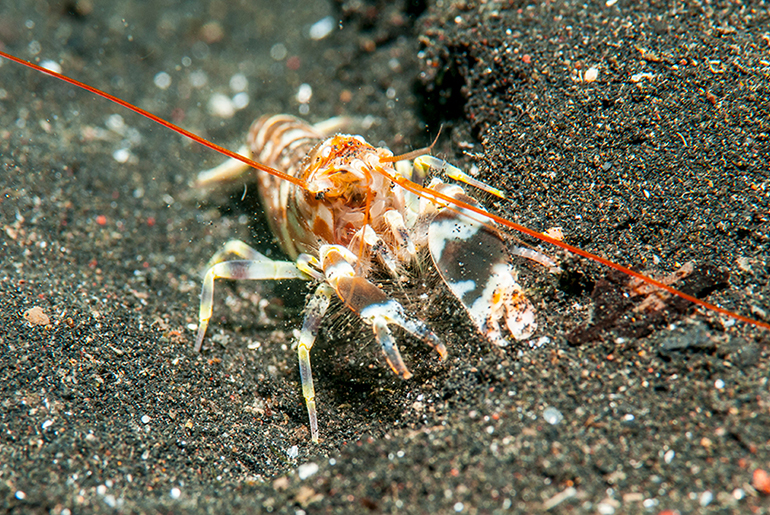 Shrimp in the water.